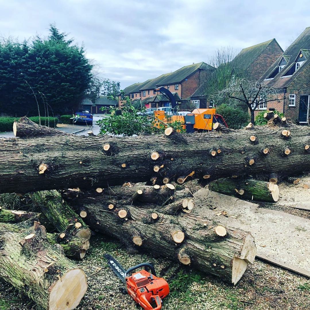 Tree Felling in Oxfordshire