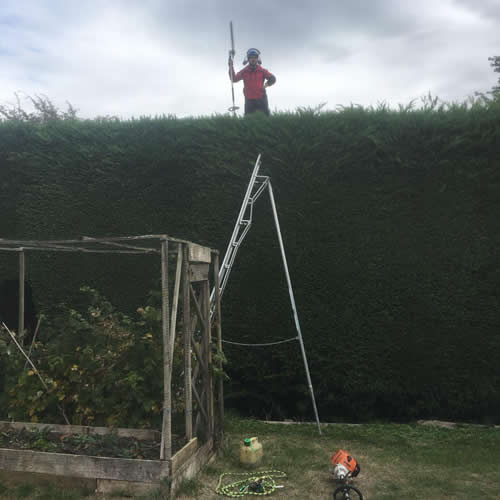 AJB Tree Care - Hedge Work