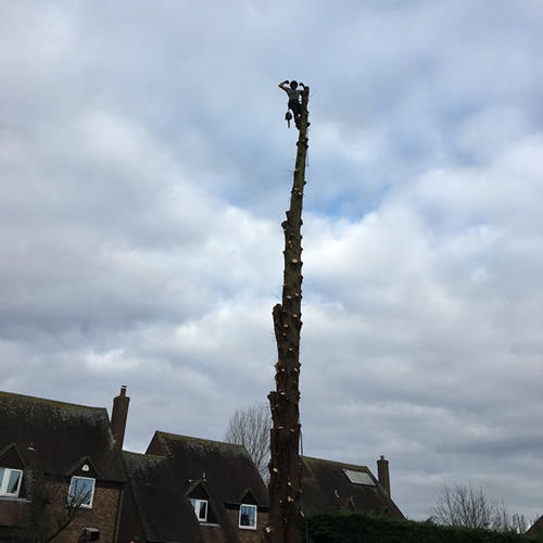 Tree Surgeons in Buckinghamshire 