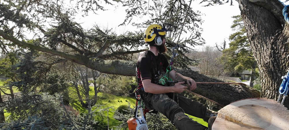 Tree Felling in Buckinghamshire