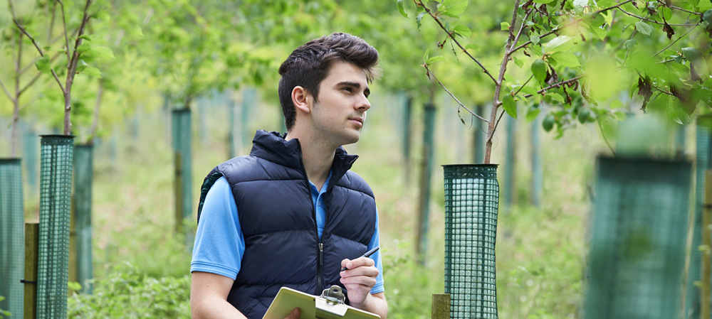 Tree Surveys in Oxfordshire