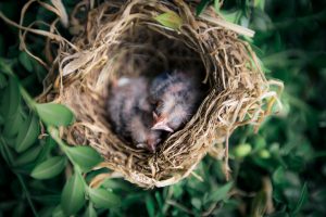 bird nesting